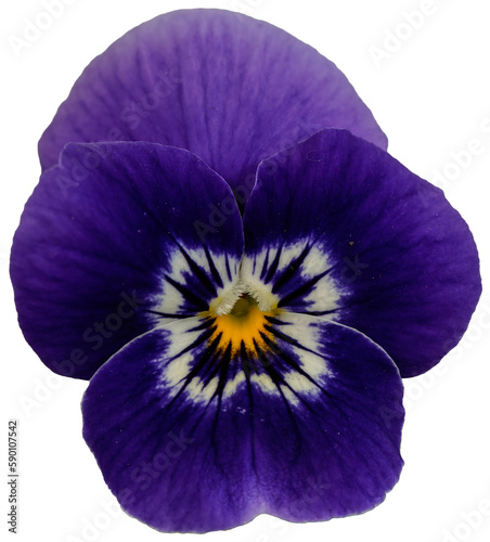 Small purple viola flower head.  © Kathy