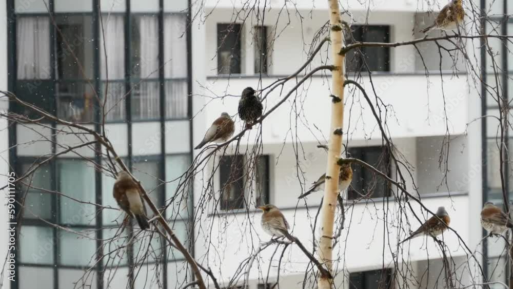 flock of thrushes, migratory birds perched on the branches of a tree flock of thrushes, migratory birds perched on the branches of a tree