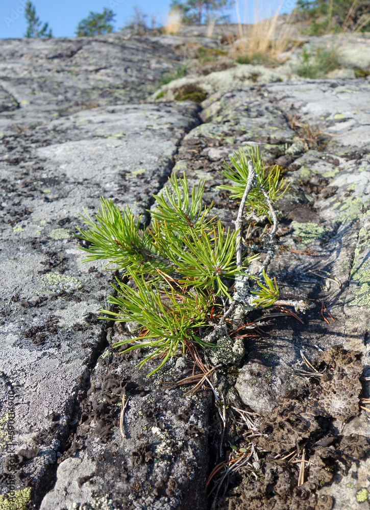 Pine sapling growing from a crack in the rock