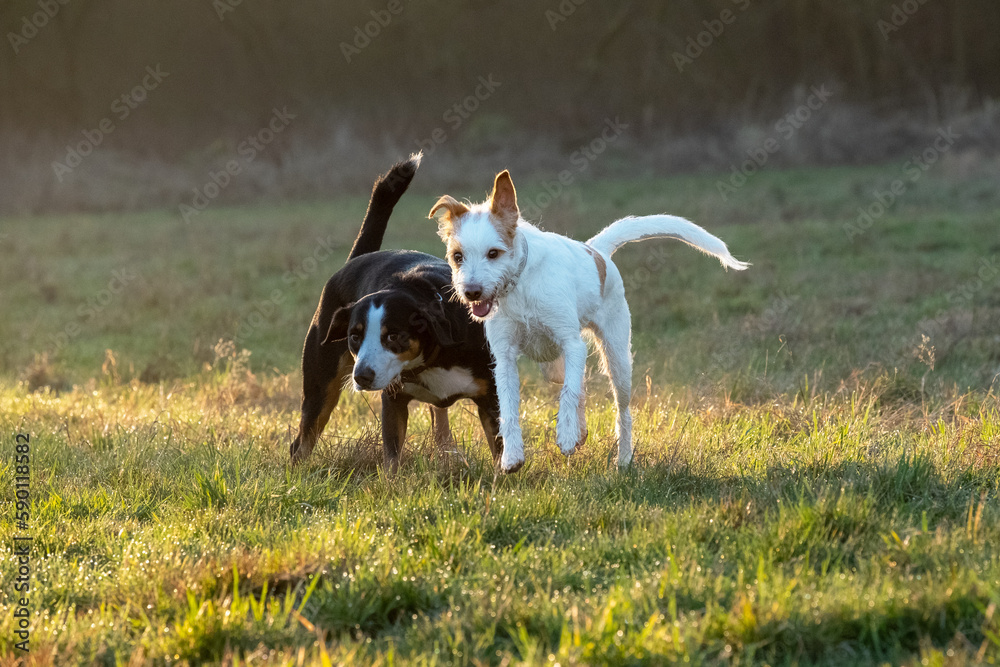 Hunde spielen auf einer Wiesen 
