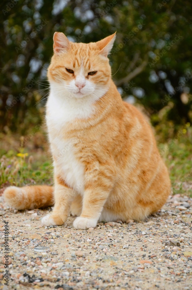 Beautiful cute orange cat in Greece 