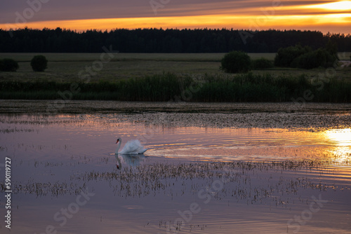 A swan swims in the lake at sunset