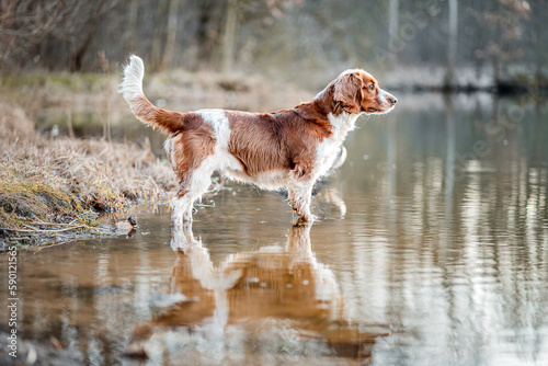 Hunting bird dog welsh springer spaniel standing in water. Reflection in water of healthy happy cute dog.