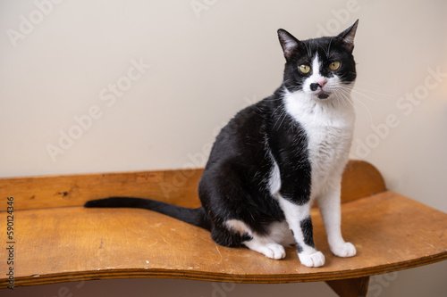 One black and white mixed breed cat with yellow eyes posing on a wooden table looking at the camera 
