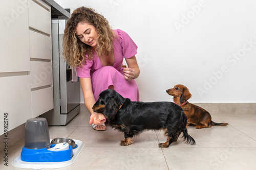 Photography One blond woman wearing pink dress in the kitchen  feeding two Dachshund dogs wi