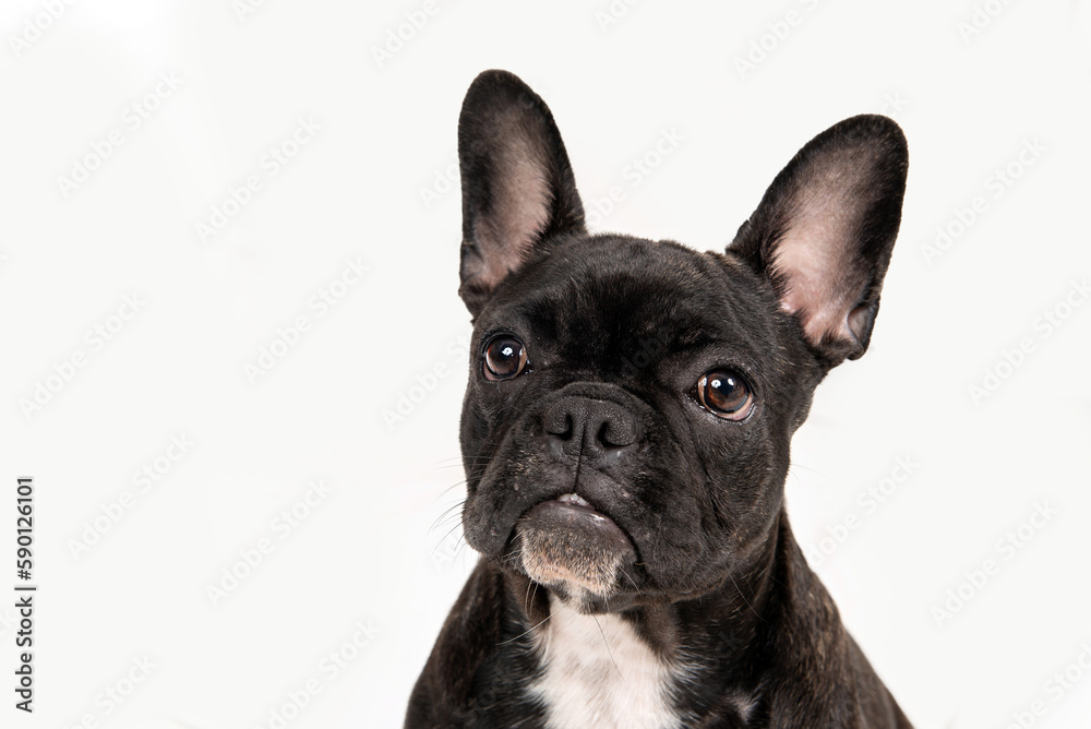 Portrait of one adorable black frenchie bulldog looking up posing in the studio by a white background