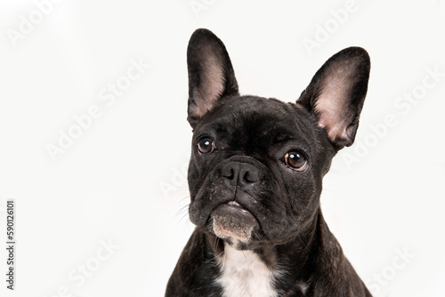 Portrait of one adorable black frenchie bulldog looking up posing in the studio by a white background © Elayne