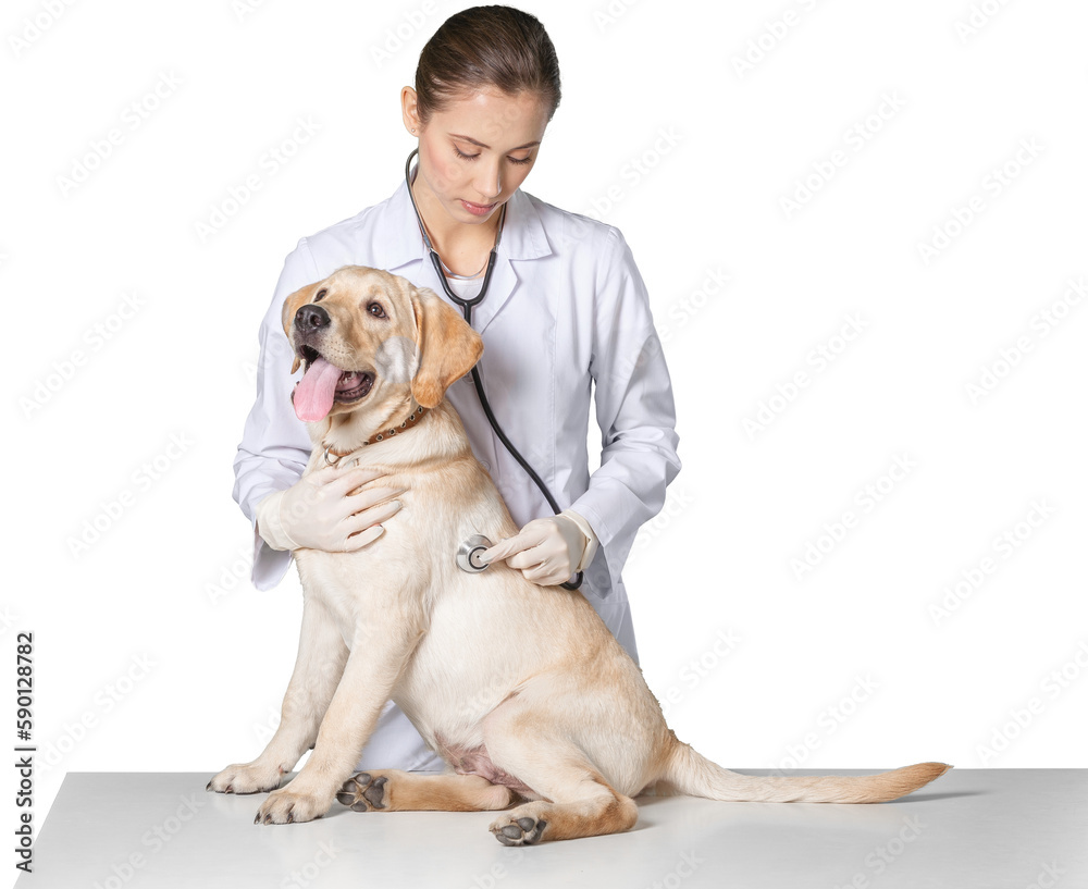 Beautiful young veterinarian with a dog on a white background