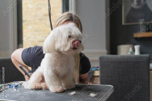 Haircut of funny dog. white maltese, close up photo