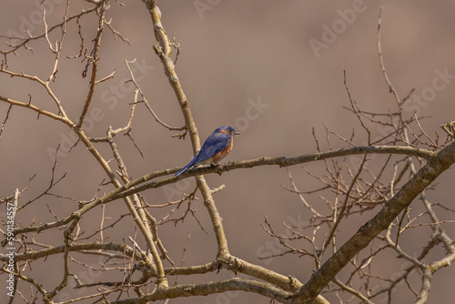 Male Eastern Bluebird perched on a tree branch