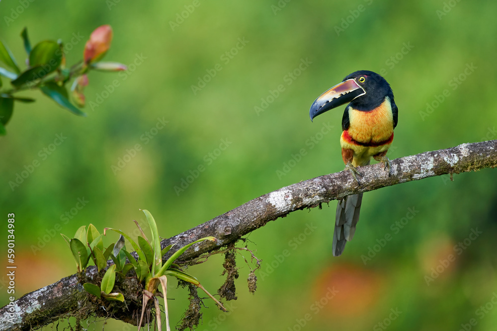 Collared Aracari perching on branch, Collared Aracari perching on branch,