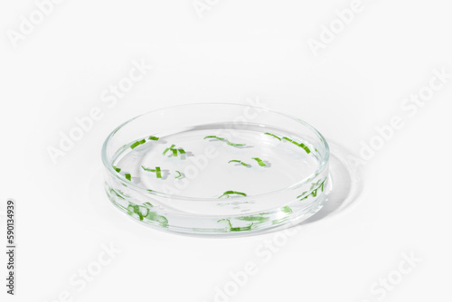 organic cosmetics, natural cosmetics, biofuels, algae. Natural green laboratory. Experiments. Petri dish with green plants on a light background.