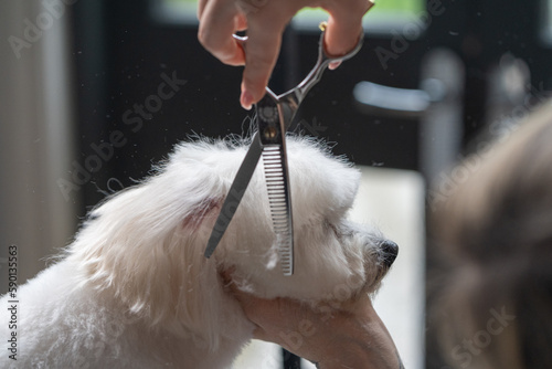 Haircut of a cute dog. white maltese, close up