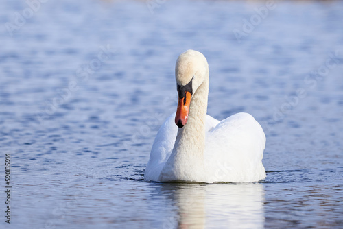 Mute swan resting  Cygnus olor 