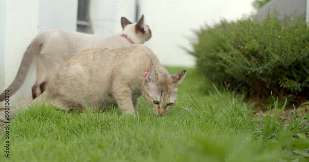 Two cats eating fresh green grass for medicinal purposes.Cute two cats eats grass for the health of the stomach of pets. Two cats eating fresh green grass for medicinal purposes.Cute two cats eats grass for the health of the stomach of pets.