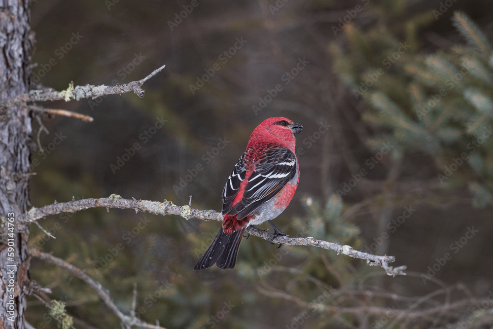 Male pine grosbeak perching on an eye level horizontal branch with dark background, Sax-Zim Bog, MN Male pine grosbeak perching on an eye level horizontal branch with dark background, Sax-Zim Bog, MN