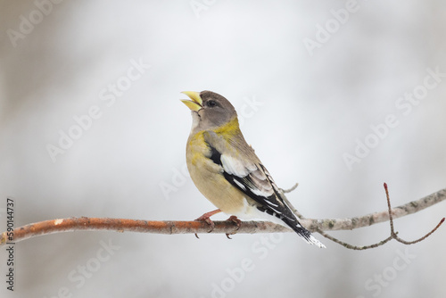 Female evening grosbeak on a horizontal tree branch with clean background