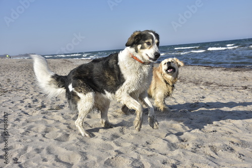 Hundespiel am Strand