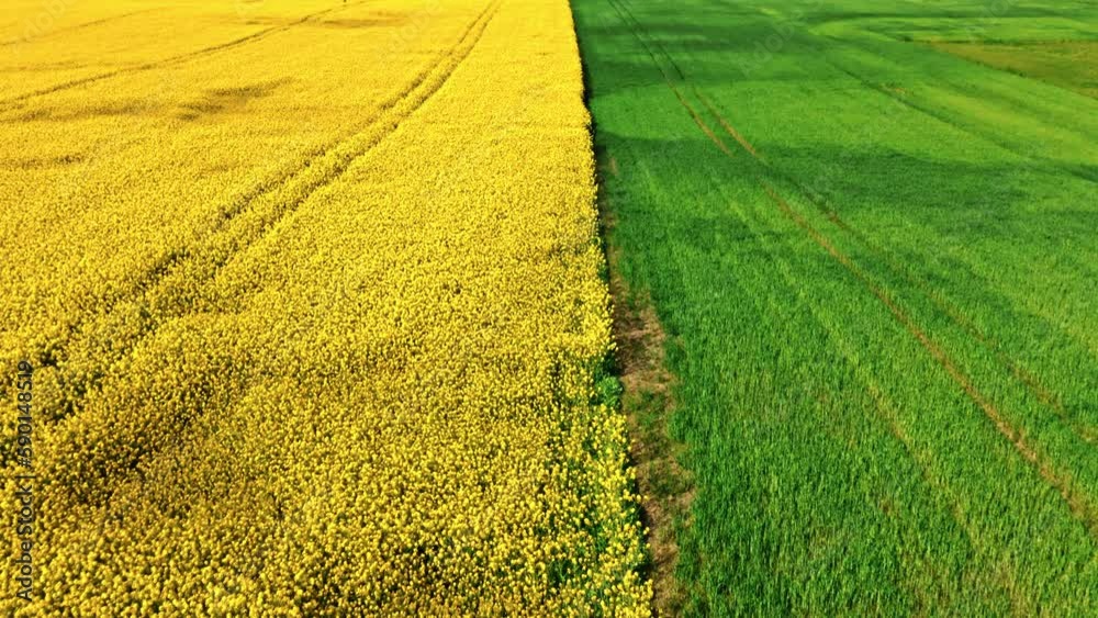 Blooming rape field and country road in spring. Blooming rape field and country road in spring.