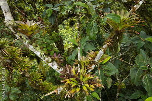 Tree with epiphyte plants at Pailon del Diablo at Banos, Tungurahua Province, Ecuador, South America
 photo
