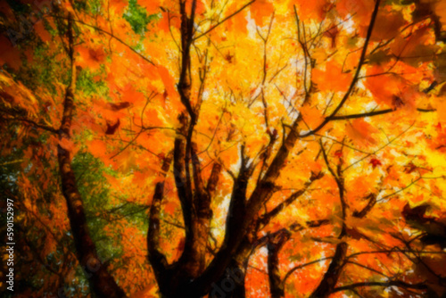 autumn leaves background
