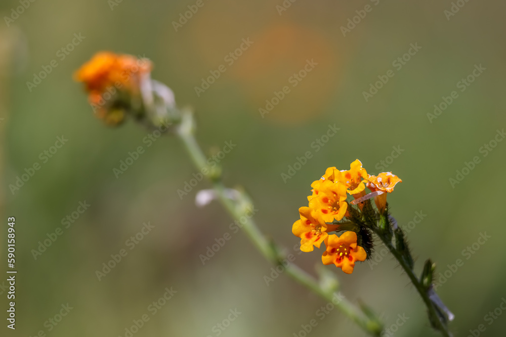 Close up view of Common fiddleneck flowers native of California . Close up view of Common fiddleneck flowers native of California .