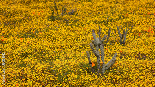 Small Cactus plant surrounded with yellow wild flowers in southern California. photo