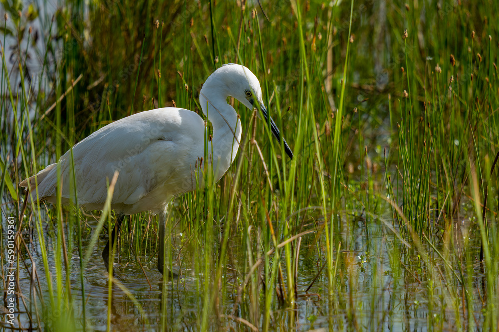 Obraz premium great white heron