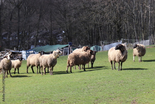 Rh  nschafe mit schwarzen K    fen. Schafherde.