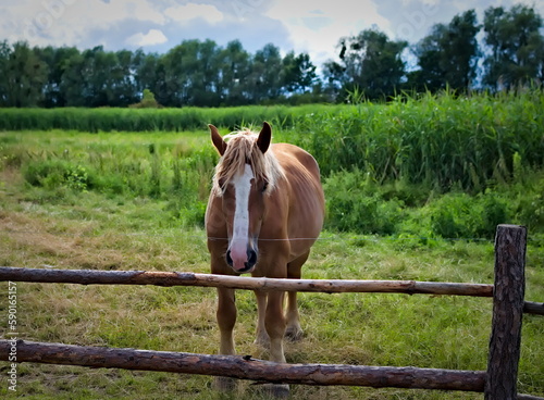 Koń kasztan na ogrodzony pastwisku w Polsce. Rozgarty.  © MyArtGaze