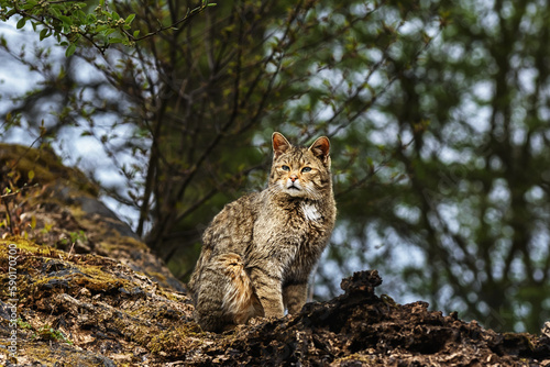 Sticker European wild cat (Felis silvestris) looking sweet in the forest