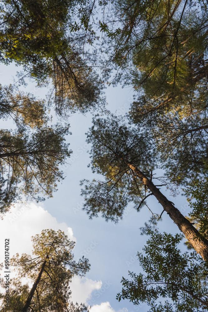 Obraz premium Forest full of trees and pines in the mountains of Michoacan, the sunset gives a golden hue to the leaves of the trees.