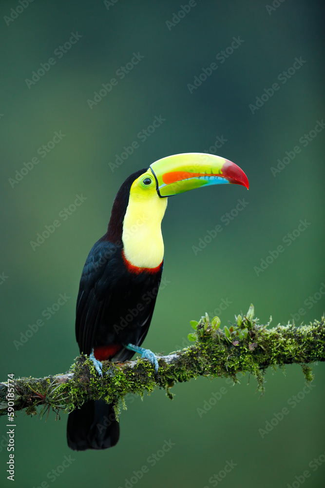 Keel-billed Toucan perching on branch Keel-billed Toucan perching on branch