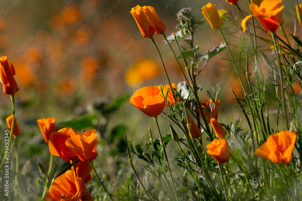California poppies, Eschscholzia californica ssp mexicana, Mexican gold