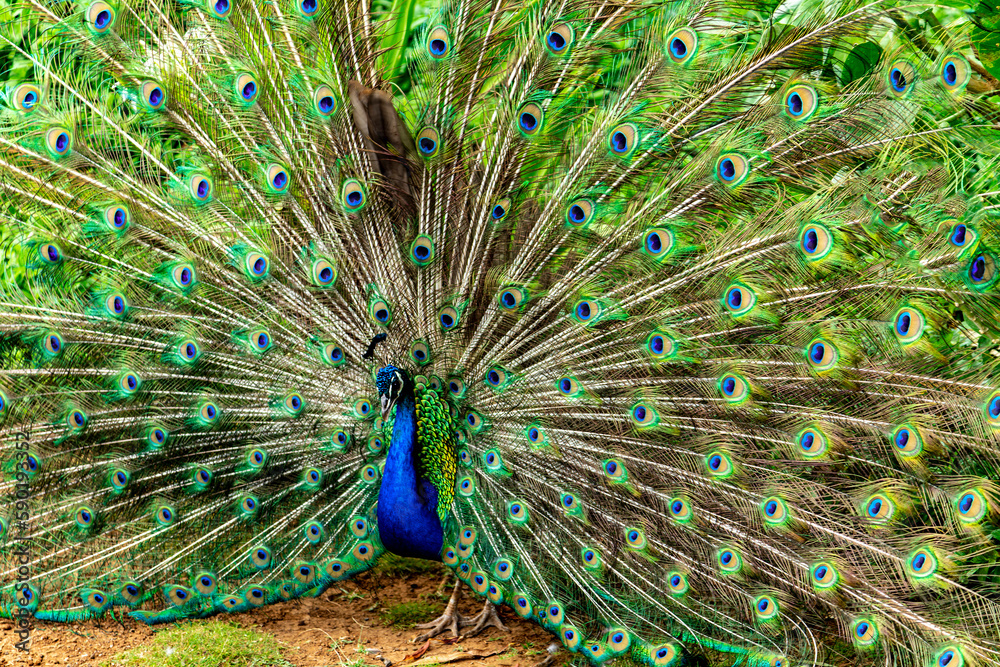 Obraz premium Peacock Displaying