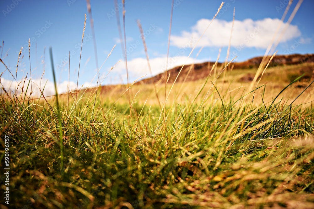 Obraz premium Grassland