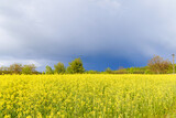 Yellow rapeseed flowers on the background of a yellow field of flowers and a blue sky. Oil and biofuel production. Annual oil plant. Agricultural market.