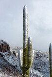 Snow in the Sonoran Desert, a rare sight, after a snowstorm on March 2nd 2023 left snowfall on the saguaro cacti and the rest of the southwestern landscape. Pima Canyon, north of Tucson, Arizona, USA.