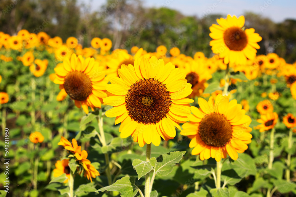 Sunflower field, Beautiful summer landscape.