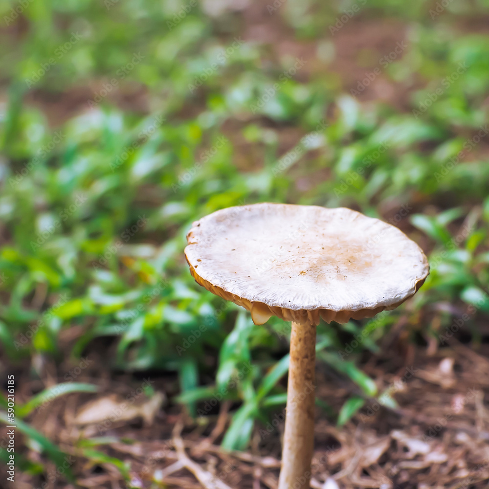 A mushroom that exists in the wild, taken with a high angle A mushroom that exists in the wild, taken with a high angle