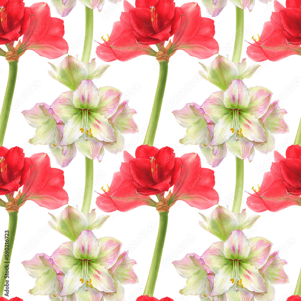 Watercolor illustration of seamless pattern with amaryllis flowers. Watercolor illustration of seamless pattern with amaryllis flowers.