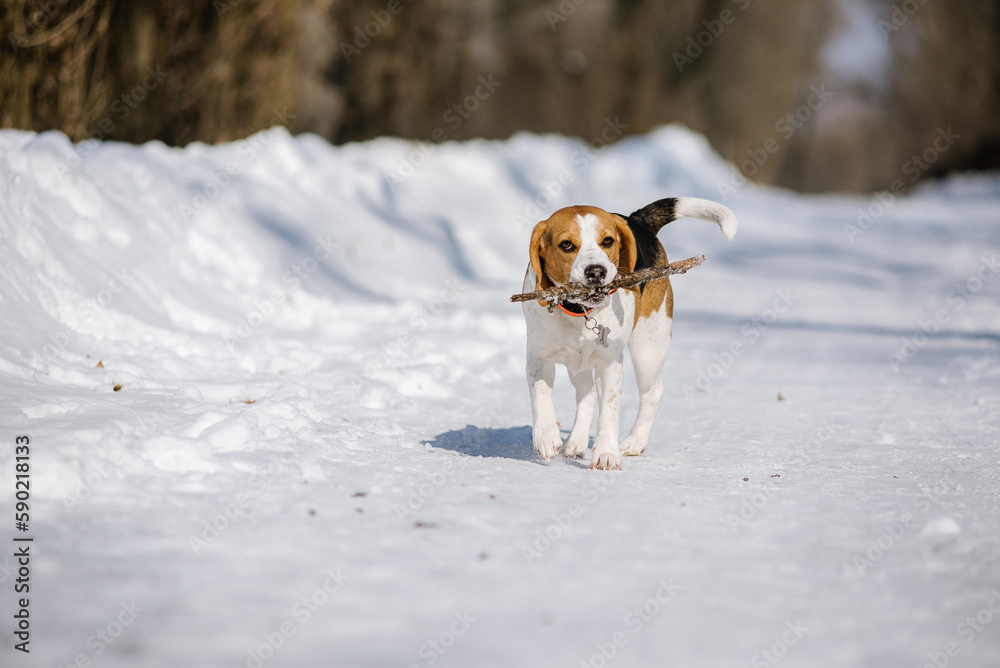 Beagle dog runs and plays in the winter forest on a Sunny frosty day Beagle dog runs and plays in the winter forest on a Sunny frosty day