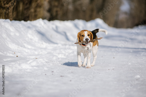 Beagle dog runs and plays in the winter forest on a Sunny frosty day