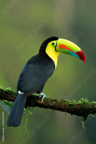 Yellow-throated Toucan perching on branch