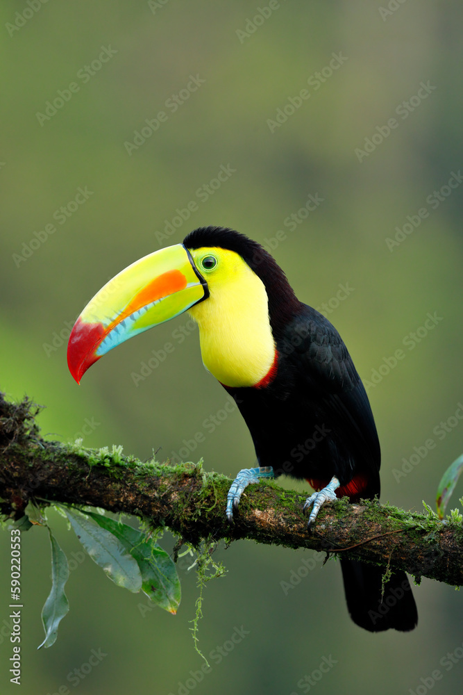 Naklejka premium Keel-billed Toucan perching on branch