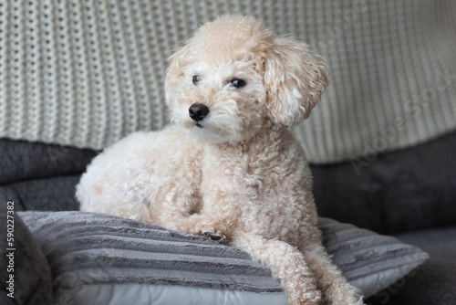White Toy Poodle Dog Laying Down on Sofa  (ID: 590227382)