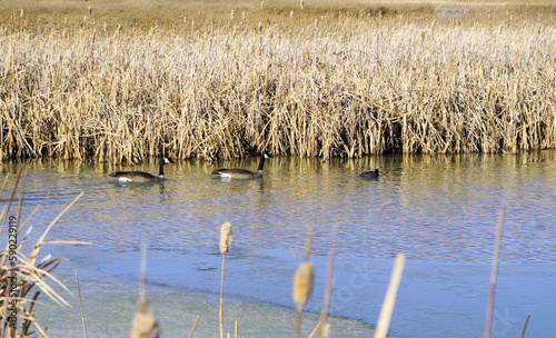 Pair of Canada Geese Swimming at The Monte Vista Wildlife Refuge in Colorado. photo