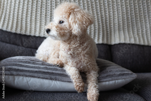 White Toy Poodle Dog Laying Down on Sofa Looking Away  (ID: 590229380)