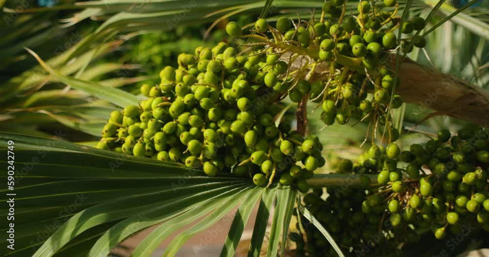Close-up of green betel nut on Areca palm tree swaying in the wind.