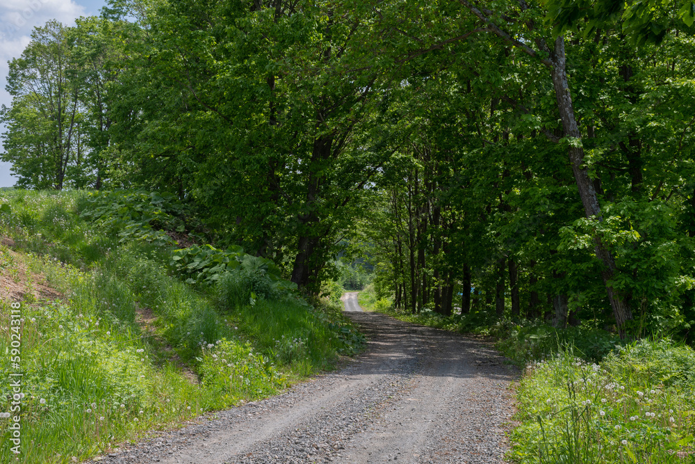 Obraz premium 緑に包まれた砂利道 